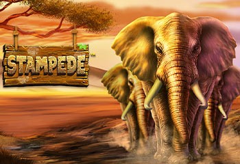Stampede